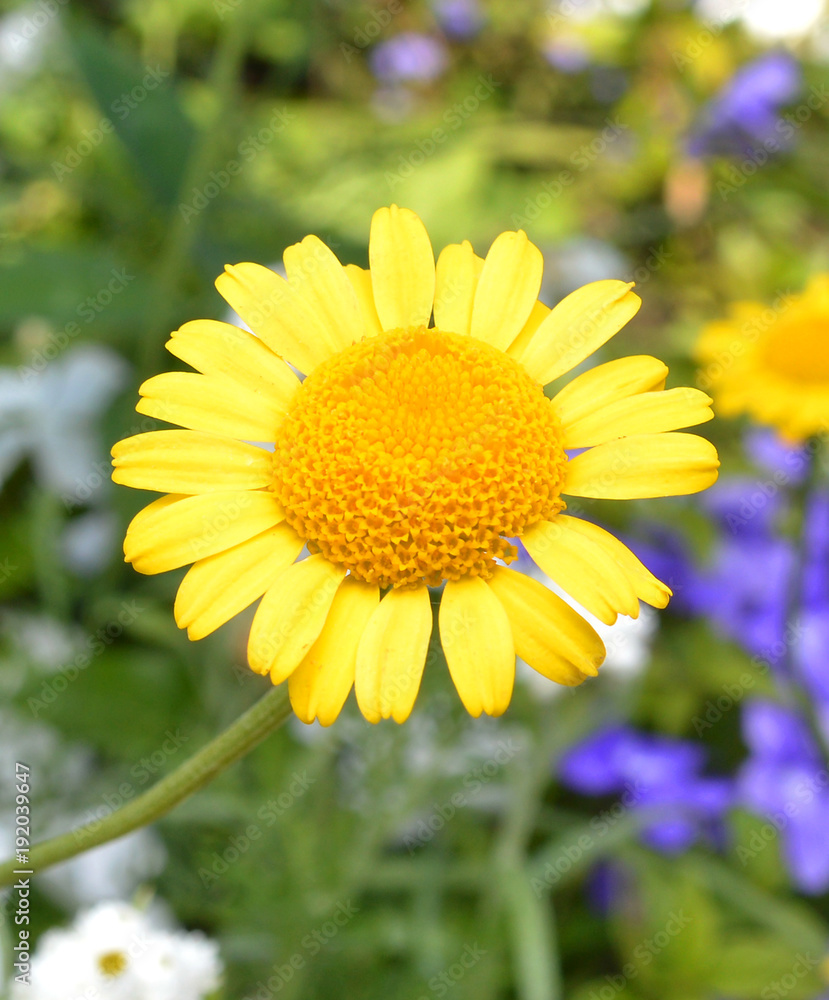 Daisy flower - Spring flower close up Daisy flower - Spring flower close up
