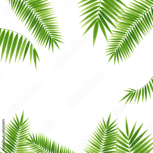 Realistic 3d Detailed Green Palm Leaf Frame. Vector
