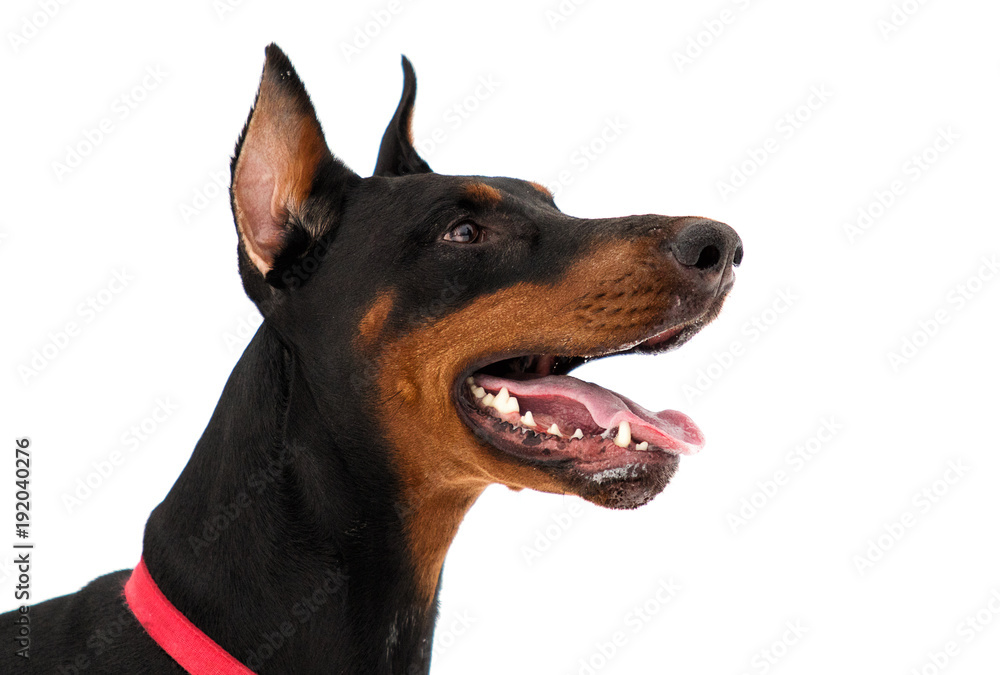 portrait of dobermann dog on white background portrait of dobermann dog on white background