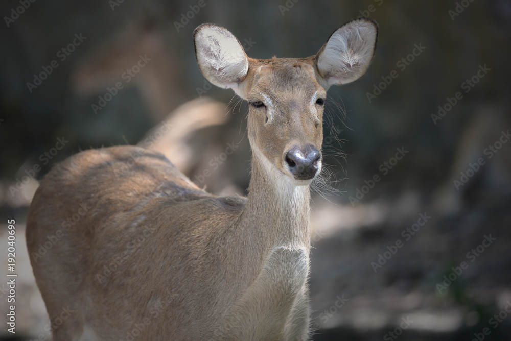 White tailed deer in the forest White tailed deer in the forest