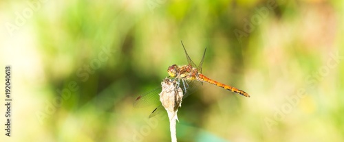 Große Heidelibelle (Sympetrum striolatum), sonnt sich, Lüneburger Heide, Niedersachsen, Deutschland, Europa photo