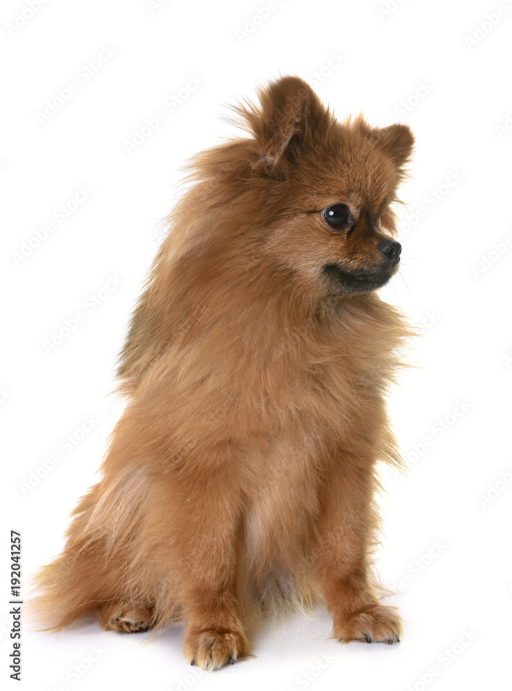 pomeranian in studio StockFoto Adobe Stock
