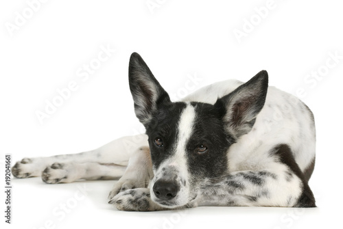 Entspannter Mischlingshund isoliert auf weißem Grund © DoraZett