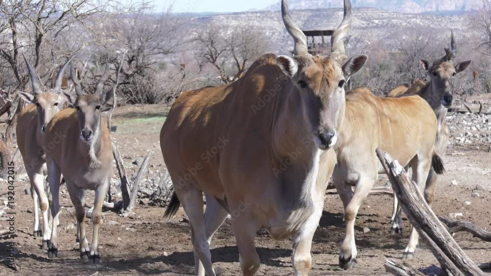 eland bull antelope approaches camera and licks his lips eland bull antelope approaches camera and licks his lips