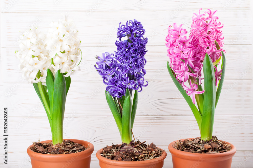 Spring background with hyacinth flowers. Holidays 8 March, Mother's day, Easter concept