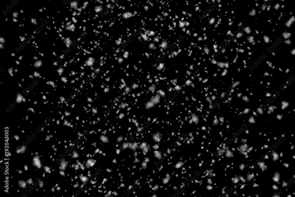 Snowfall on black background. Real falling snow. Flying snowflakes 