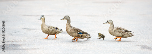 Valokuva the ducks cross the road