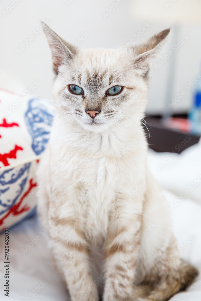A siamese cat sitting on a bed looking a little angry. A siamese cat sitting on a bed looking a little angry.