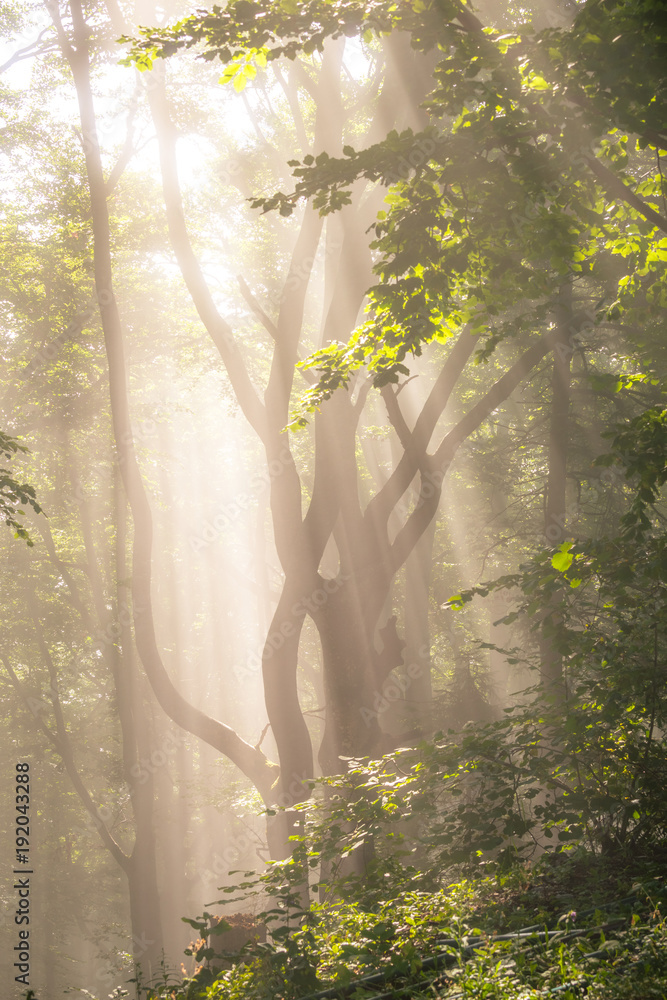 Fototapeta Promienie słońca o poranku w mglistym lesie.
