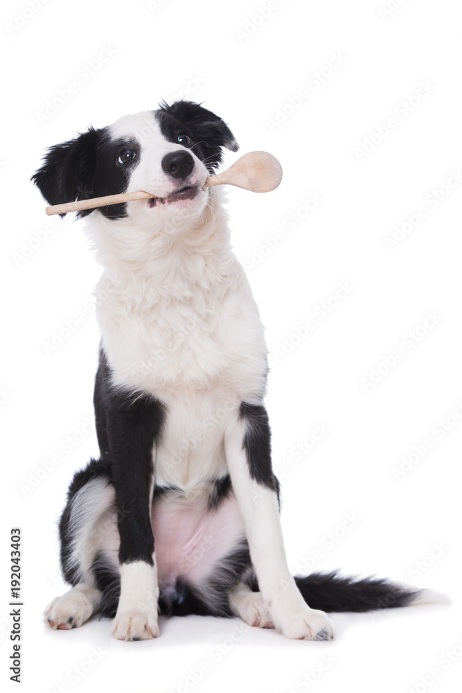 Junger Border Collie hält Kochlöffel im Maul isoliert auf weißem Grund Junger Border Collie hält Kochlöffel im Maul isoliert auf weißem Grund