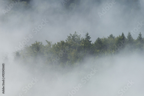Fog cover the forest.