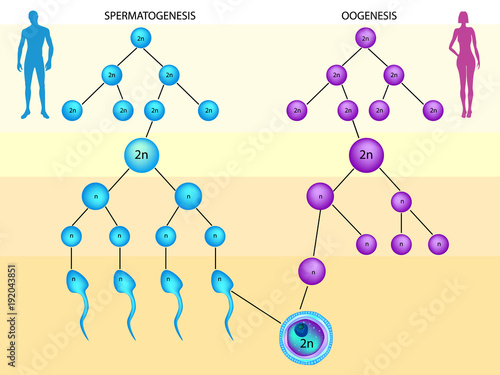 Spermatogenesis and Oogenesis.  photo