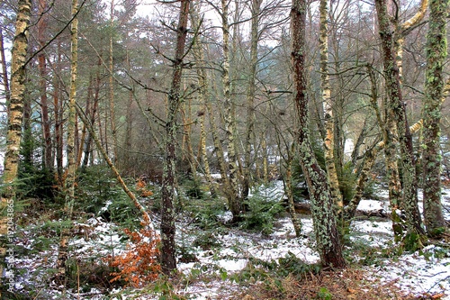Forêt