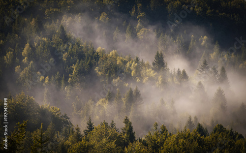 Fog cover the forest.