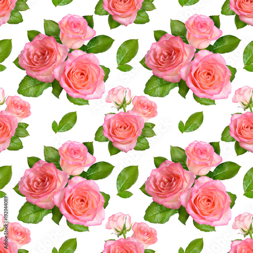 Seamless background with Pink roses. Isolated on white background