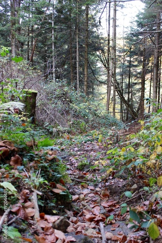 Sous-bois