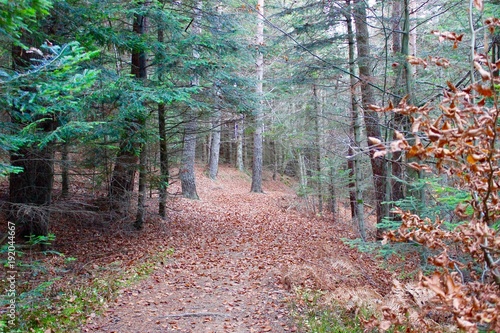 Forêt