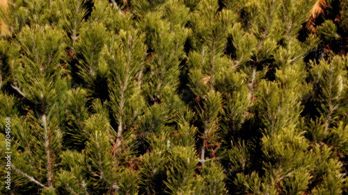 Close-up of pine trees and bushes