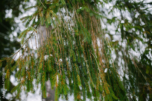 pine trees. Green pine brunches, pine wood. pine in the forest.