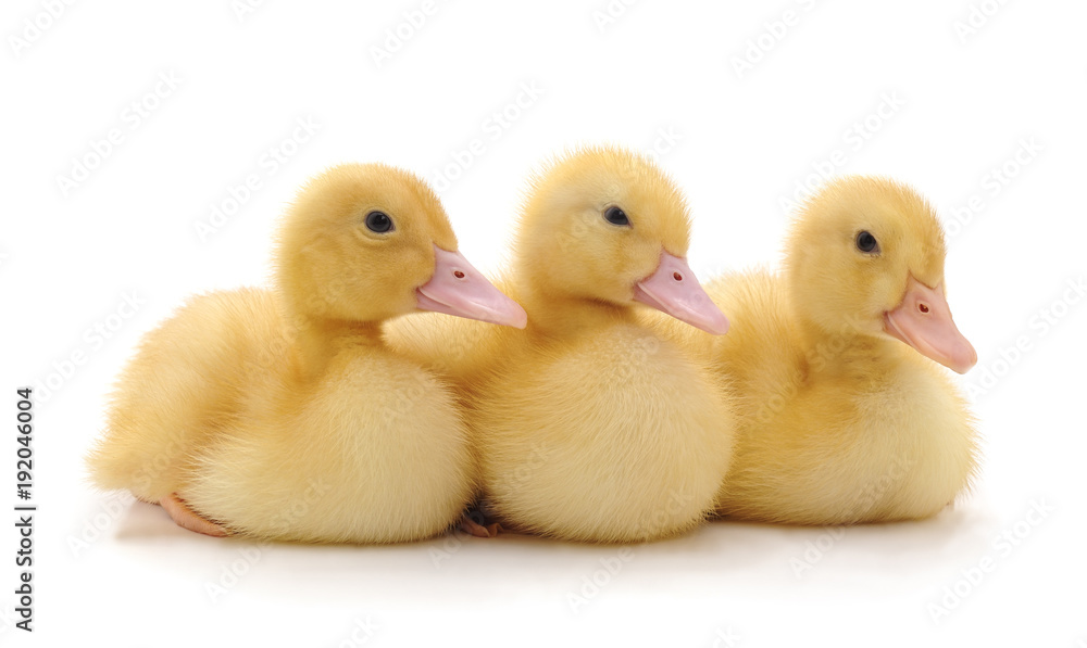 Three yellow ducklings. Three yellow ducklings.