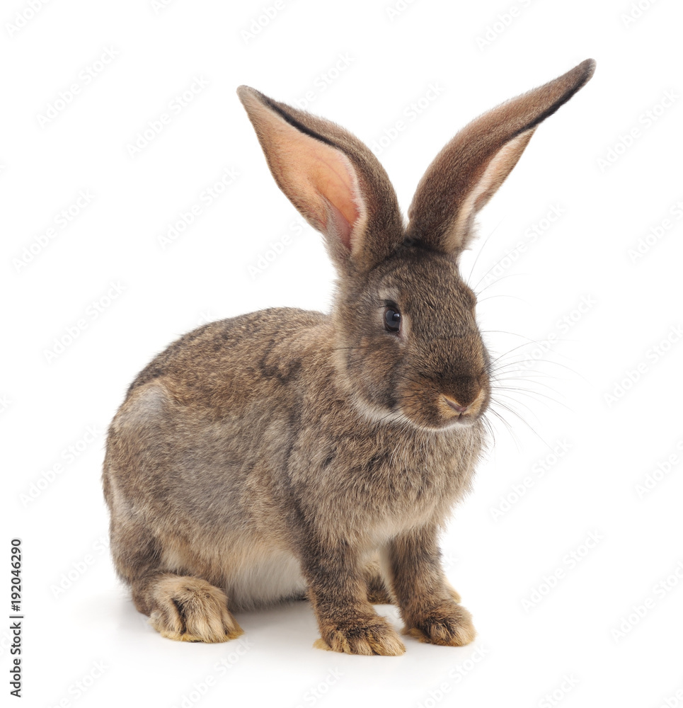 One brown rabbit. One brown rabbit.