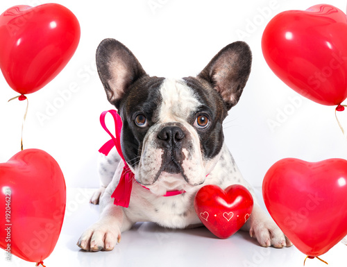 Cute french bulldog with heart shape balloons for valentines