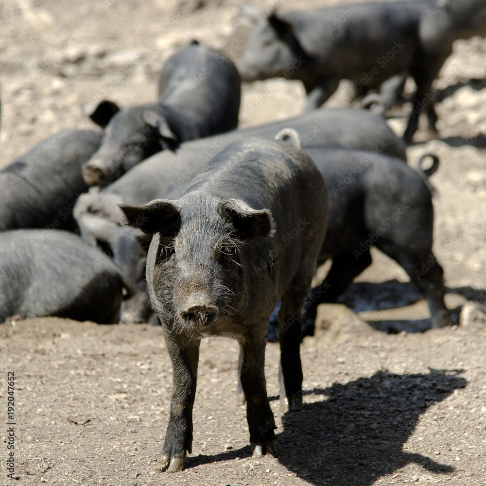 Porcs Porcs