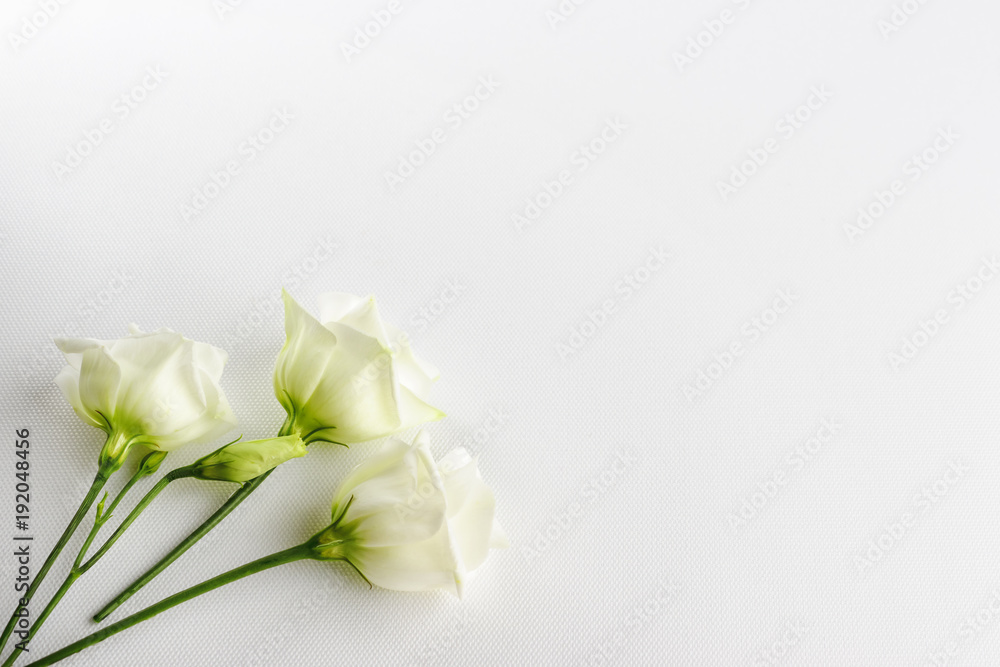 Obraz premium Delicate tiny white flowers on white background