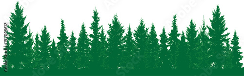 Forest of fir trees silhouette. Park alley of evergreen wood. Coniferous spruce. Vector on white background