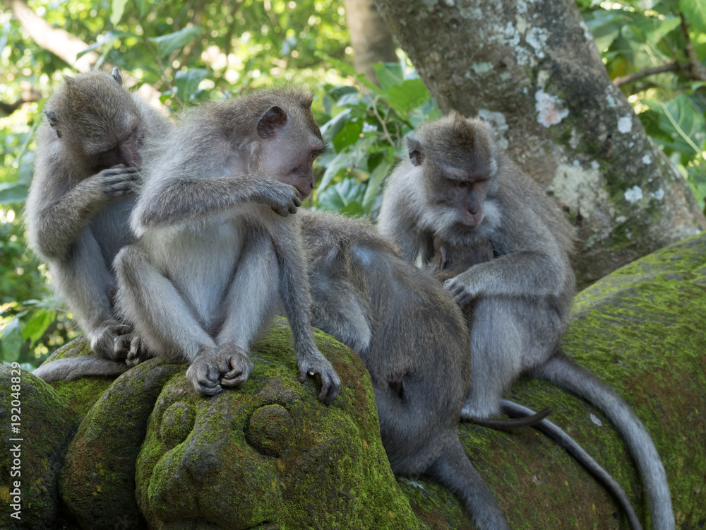 Bali Monkey's 