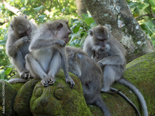 Bali Monkey's  © Sheryl