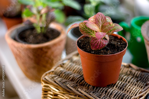 Nice fittonia house plant in a flower pot.