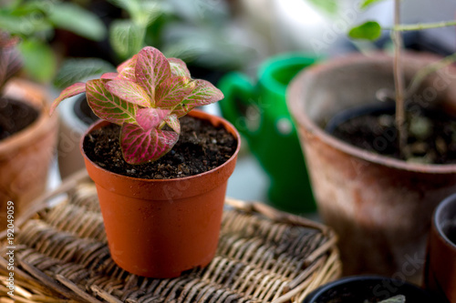 Beautiful fittonia house plant in a flower pot.