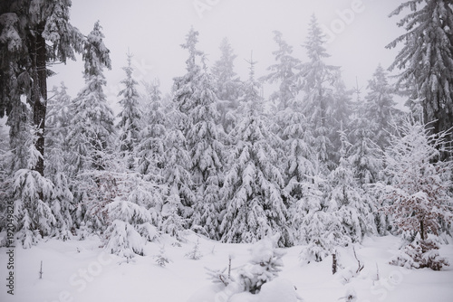 winter background, forest in snow and ice