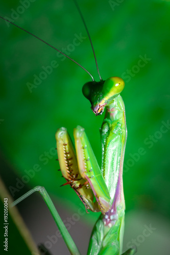 Green Praying Mantis cleaning itself, Nosy Komba, Madagascar photo