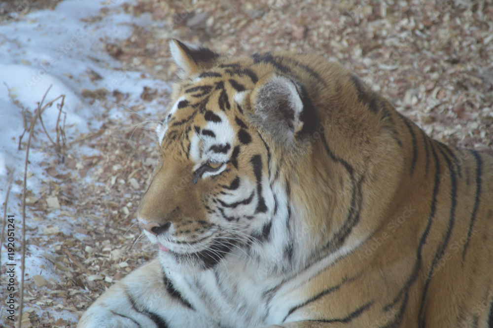Naklejka premium Tiger