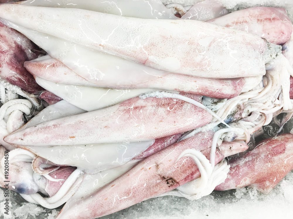 Closeup fresh squid on the market for sale Closeup fresh squid on the market for sale