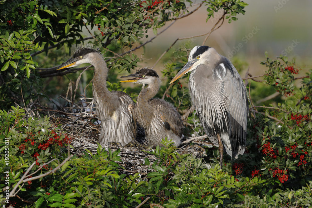 Fototapeta premium Great Blue Heron mother with two offspring in her nest - Florida