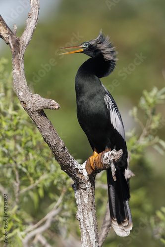 Male Anhinga in breeding plumage perching in a dead tree - Florida