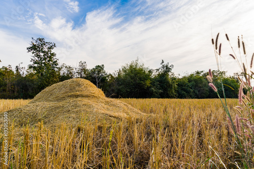 Landscape of Rice straw bales on rice field