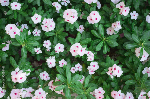 Fototapeta Naklejka Na Ścianę i Meble -  Above fresh pink flowers in the summer field, beautiful natural floral background. Green lush grass meadow with soft blooming flowers in outdoor rural landscape. Nature and ecology concept