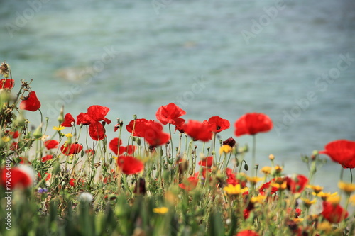 Fototapeta Naklejka Na Ścianę i Meble -  Red wild anemones on the seashore in spring. With a copyspace