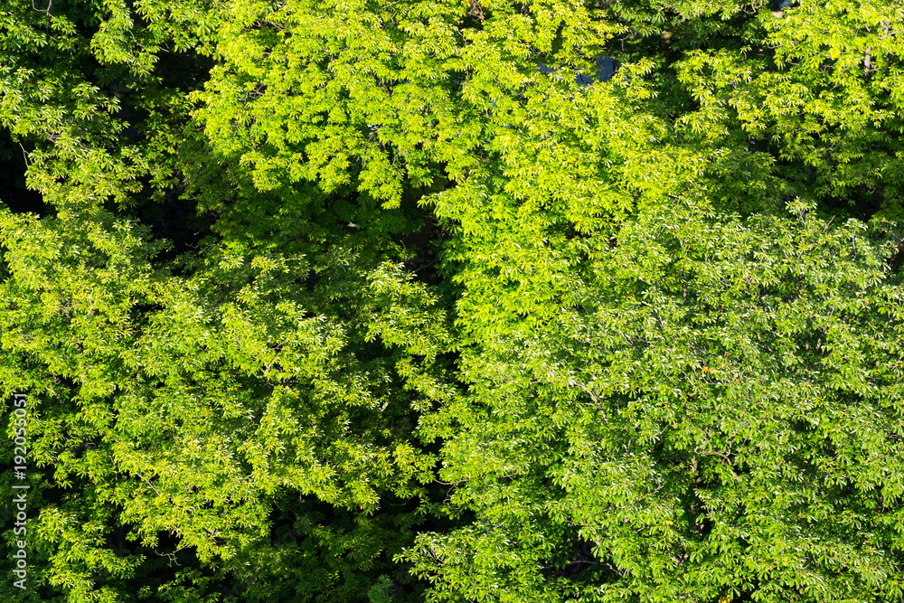Beautiful patulous treetops with green leaves of chestnut trees seen from above, aerial view