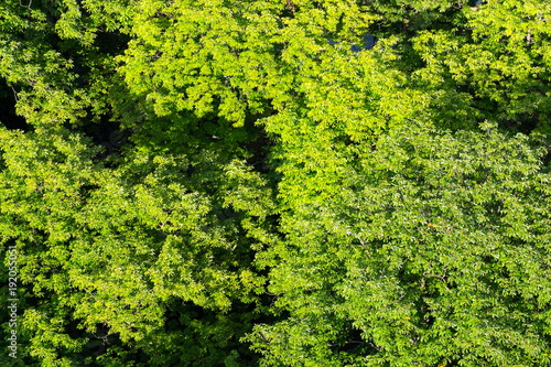 Beautiful patulous treetops with green leaves of chestnut trees seen from above  aerial view