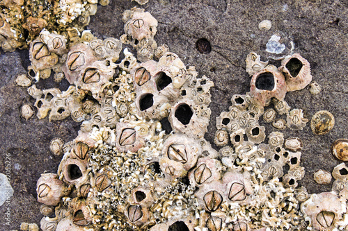 Photos Barnacles and shells encrusted on the rocks by the sea