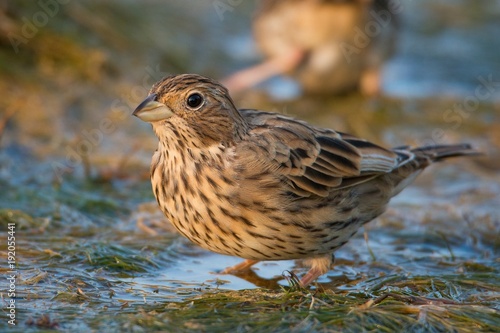 The Corn Bunting is in the water photo