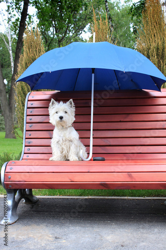 west highland white terrier westie dog female on a wooden bench in park under the blue umbrella photo