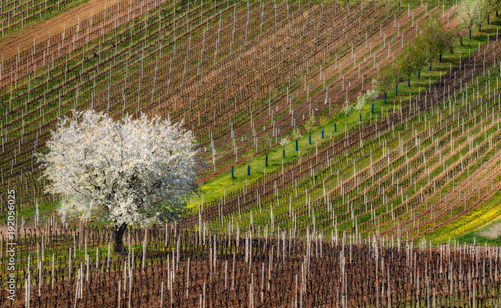 Spring European Rural Landscape At Sunny Day With Great First Flowering Tree And Rows Of Young Vineyards.White Blossoming Apple Tree On The Background Motley Lines Of Vineyards. Czech Spring Landscape