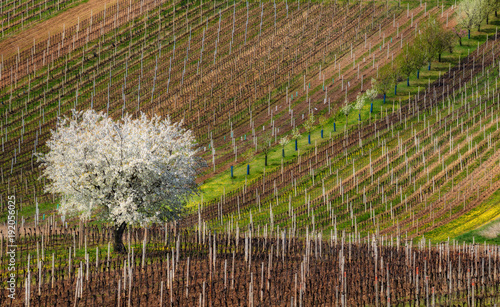 Spring European Rural Landscape At Sunny Day With Great First Flowering Tree And Rows Of Young Vineyards.White Blossoming Apple Tree On The Background Motley Lines Of Vineyards. Czech Spring Landscape