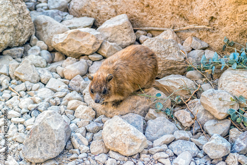 Rock hyrax, Procavia capensis. photo
